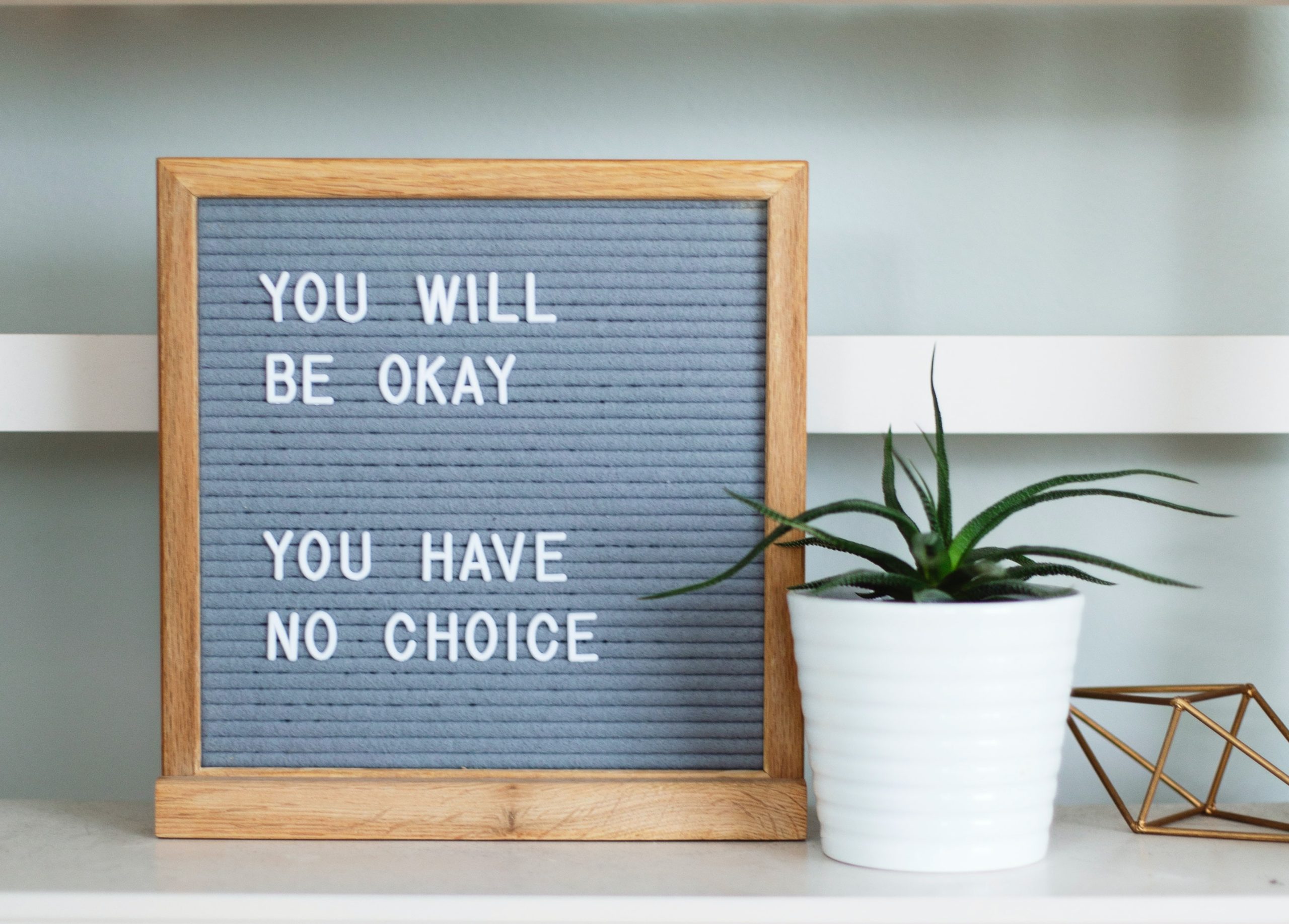 A gray board that reads "You will be okay. You have no choice." with a plant in a white pot next to it.