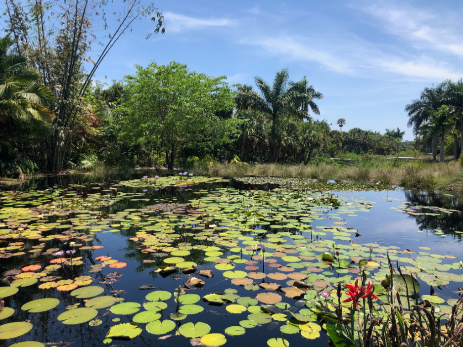 A picture of a lily pond.